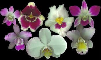 here's a cool uk site on orchids