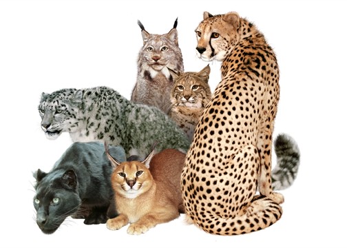 There 21 known species of cats including our gold old friend the demesticated cat. These not only include pumas,loins, tigers,leopards and jaquars but the pallas cat, and ocelot