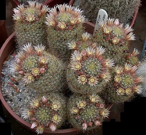 a huge cactus gallery