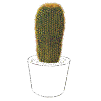 heres yet another superb cactus link