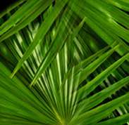 this site has some wonderful references and culture tips on keeping palms as houseplants