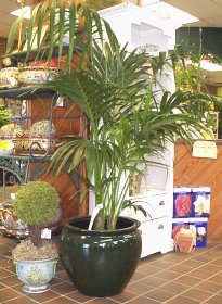 this is a true palm enclyopedia with loads of photos go to the very bottom of the page and you'll this and also a cycad encyclopedia