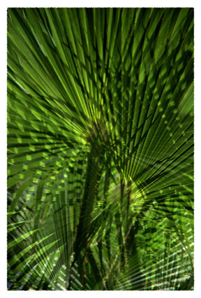 huge gallery of palm pictures