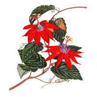 now's the passionflower famil this site is not in english just go to the numbered @SPECIES e IBIRDI