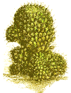 here's another cool site on cacti