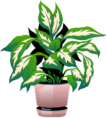 click the plant to learn how to care for it