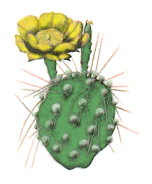 this is the same desert tropical site but with the cactus family