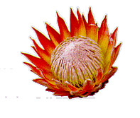 ALL ABOUT PROTEAS this is a protea