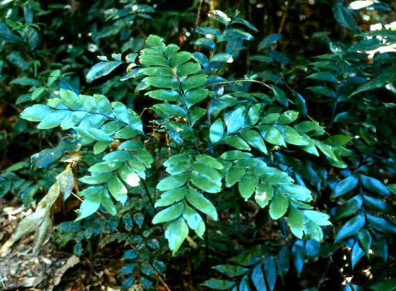 this is not a fern it's a cycad!! HERE ANOTHER LINK