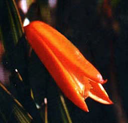 this is another wonderful genus of Orchids and some others are included