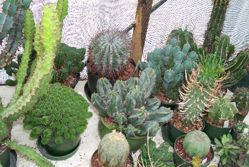 more euphorbias and allies such as pedilanthus and jatropha GO TO THE ENGLISH SECTION there are also sections on pest and disease and germination