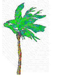 more unusual palms here