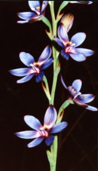 FANTASTIC SPIDER ORCHIDS OF AUSTRAILIA
