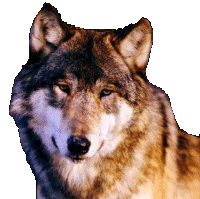 this is a site all about carnivious animals the canines (dog family) felines (cat family ) plus racoons and other groups of cornivorious animals