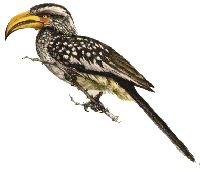 birds of south africa