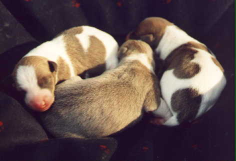 puppies