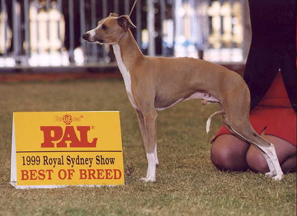 Ralph Sydney Royal BOB 1999