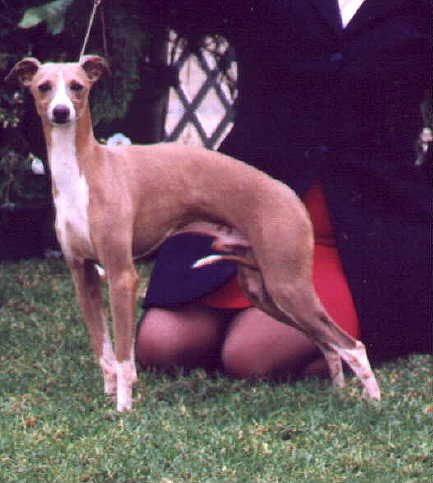 sighthound show 1999