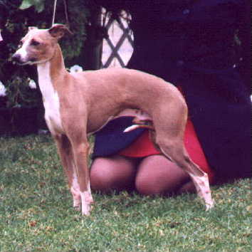 sighthound show 1999