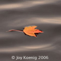floating leaf