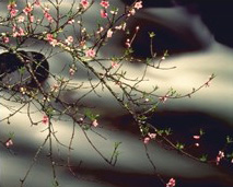 He whose longing has been aroused for the indescribable, whose mind has been quickened by it, and whose thought is not attached to sensuality is truly called one who is bound upstream