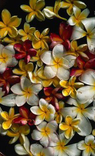 Like a fine flower, beautiful to look at and scented too, fine words bear fruit in a man who acts well in accordance with them