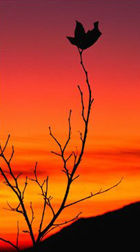 Like a falling leaf, this body is worn out with age, a nest of diseases and falling apart. The mass of corruption disintegrates, and death is the end of life