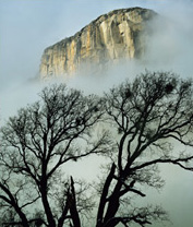 By cutting down both the forest of desire and the brushwood of longing, be rid of the forest