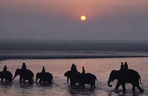 It is better to travel alone. There is no companionship with a fool. Go on your way alone and commit no evil, without cares like a great elephant in the deep forest