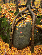 In the same way that even a felled tree will grow again if its root is strong and undamaged, so if latent desire has not been rooted out, then suffering shoots up again and again