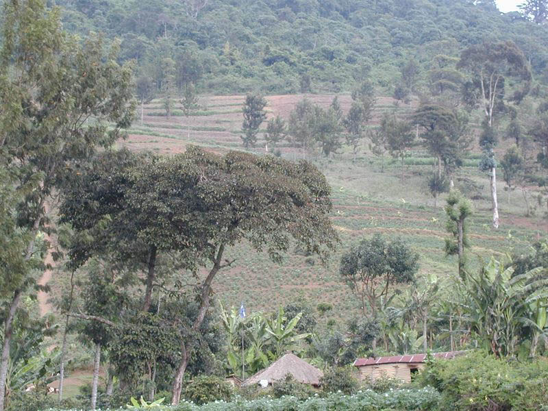 Mekuretu