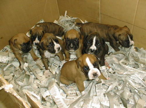 PUPS 6/21/03