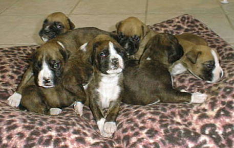 PUPS AT 2 WEEKS