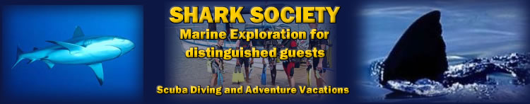 Scuba Diving with Sharks