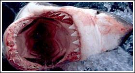 Artikel Tulang Ikan Hiu