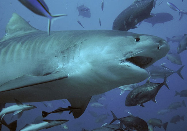The tiger shark