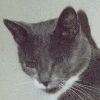 A~Guilty~Katt
