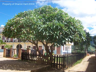 Tree outside Catholic school in Anjiro. (Spring 2004)