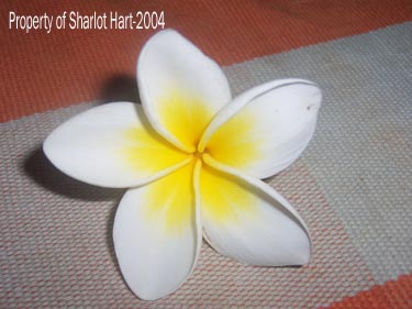 Flower from the tree outside the Catholic school in Anjiro.  (Spring 2004)