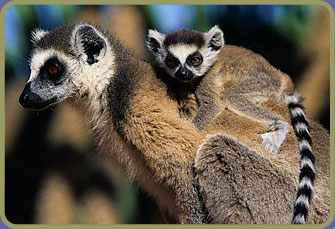 Oh, look it's those lemurs, again!