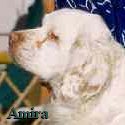 Amira