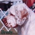 Brody
