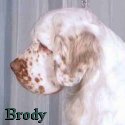 Brody