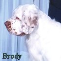 Brody