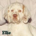 Ellie