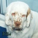 Ellie