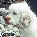 Gracie
