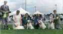 Invergordon Kennels