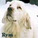 Ryan