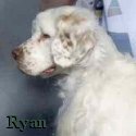 Ryan